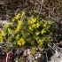 Draba aizoides -- Immergrünes Felsenblümchen